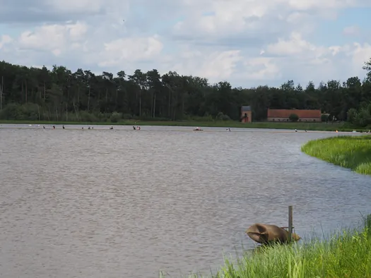 Fietsen en wandelen door het water van de Wijers, Bokrijk (België)